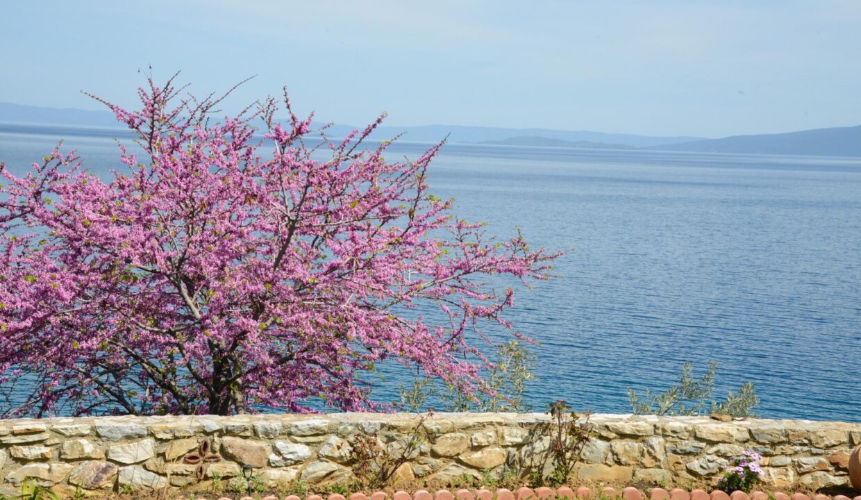 Garden_View1_Goddess_Athena_Apartment_Nies