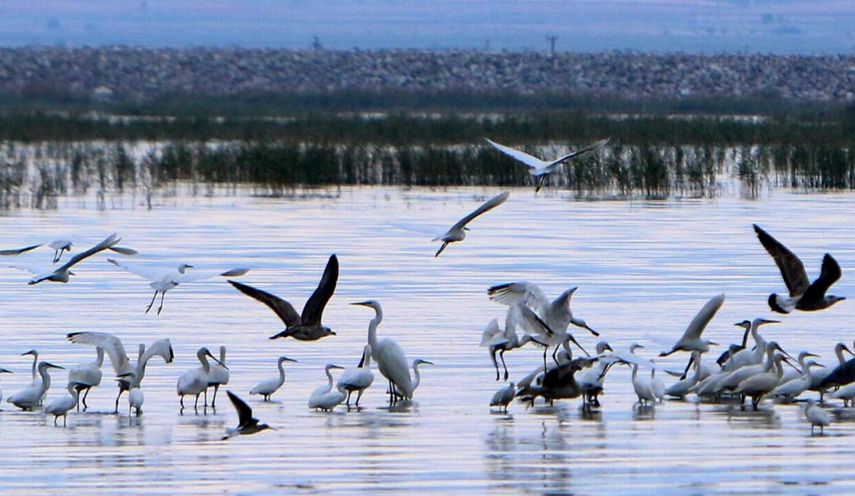 Landscape1_Nikolaou_Apartments_Ground_Floor_Keramidi_Pelion