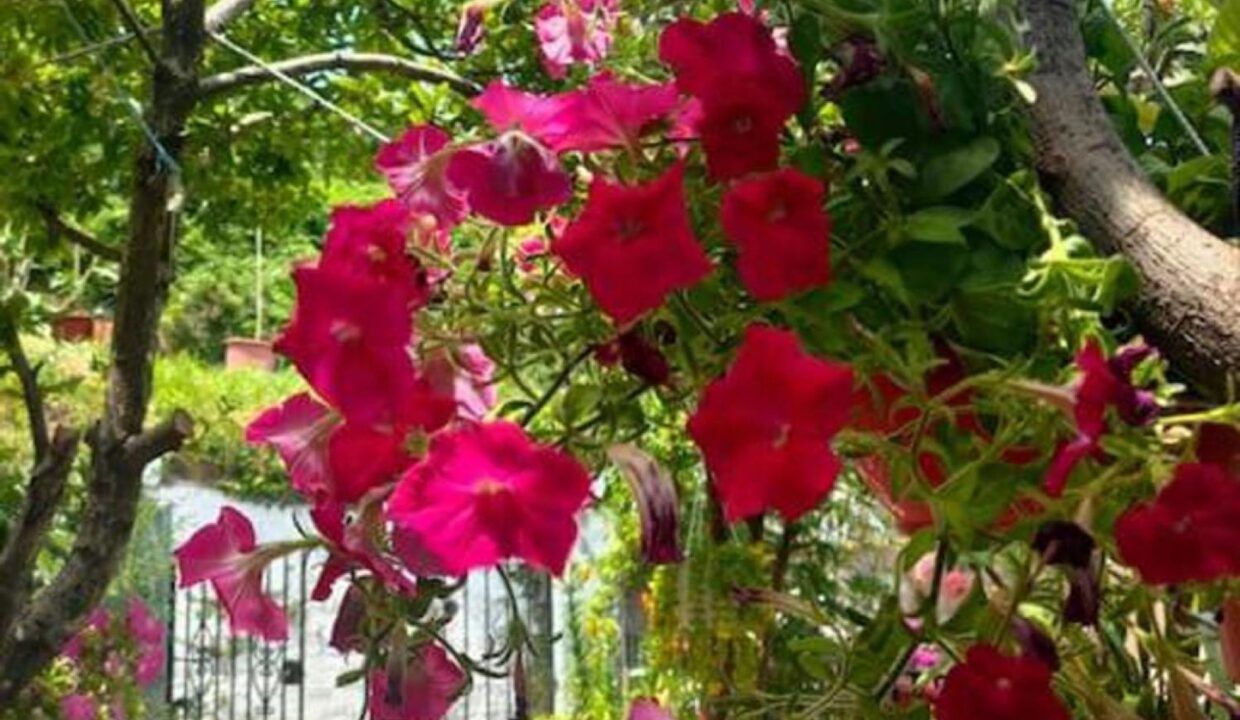 garden_3_Haras_House_Pelion